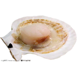 新鮮大扇貝 3隻